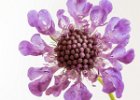 Small Scabious : Austria 2017